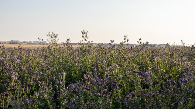 Campo silvestre lleno de flores moradas bajo el cielo claro