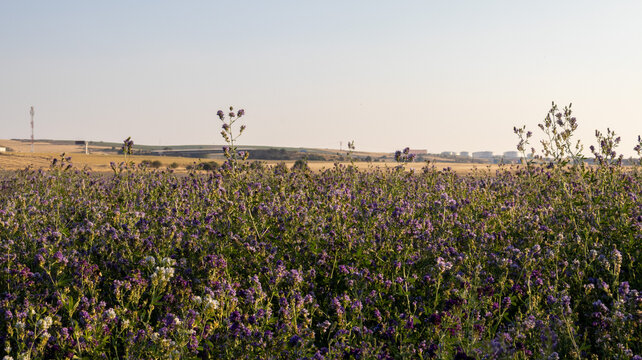 Campo silvestre lleno de flores moradas bajo el cielo claro