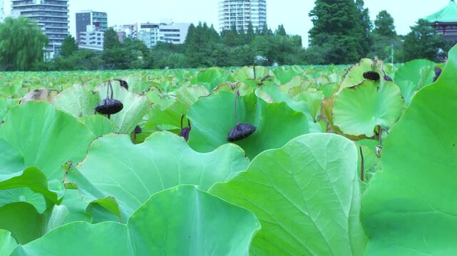 上野不忍池の蓮