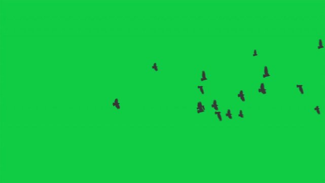 Flock of Crows Flying Motion Graphic on Green Screen Chroma Key Background