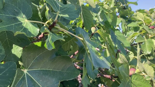 &Aacute;rbol higuera detalle hojas y higos