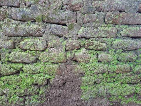 Old mossy brick wall texture background covered with green mos