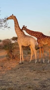 Two giraffes standing near acacia tree in savanna at sunset