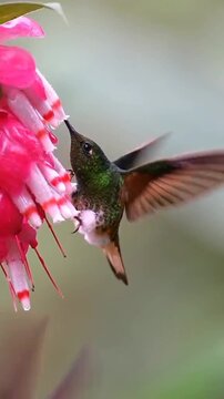 Green hummingbird hovering and drinking nectar from pink tropical flower