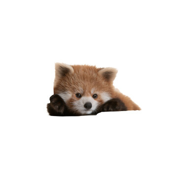 Cute red panda peeking over an edge isolated on white background