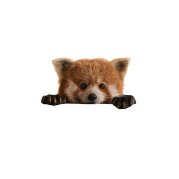 Cute red panda peeking over an edge isolated on white background