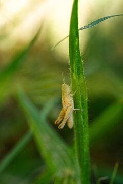 Macro Shot of a Grasshopper on a Green Stem