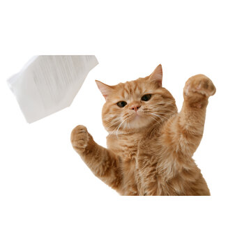 Playful orange cat reaching for a flying sheet of paper isolated on white background