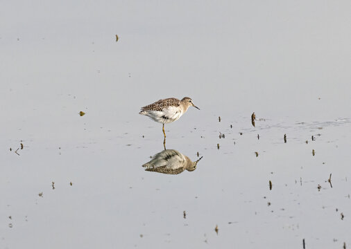 Wood sandpiper in the wetlands in spring.