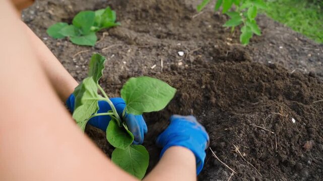 Woman planting physalis seedling in garden bed. Close-up in slow motion