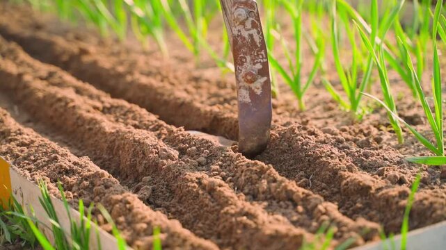 Leveling and tamping soil before sowing seeds in rows of garden bed