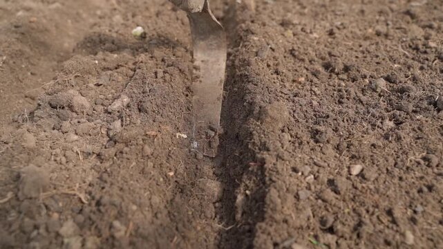 Tamping soil on garden bed in greenhouse with hand hoe before sowing seeds. Close-up in slow motion