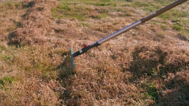 Raking dry grass thatch from lawn into piles in evening light
