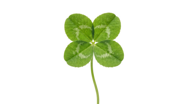 Single four leaf clover plant as isolated element