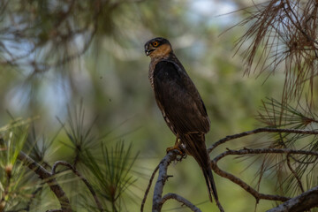 Fototapeta premium Juvenile Levant Sparrowhawk perched on a pine branch surrounded by pine needles and natural green foliage.