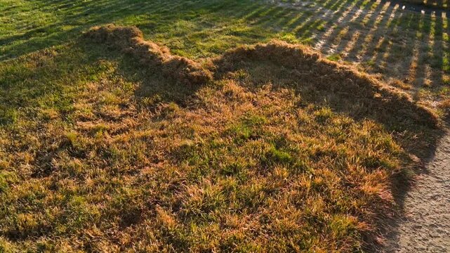 Rows of raked dry grass on lawn in warm evening light
