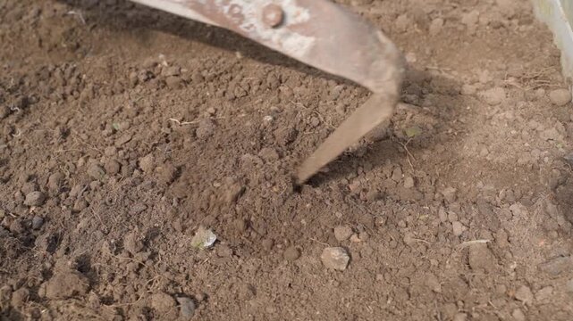 Making rows on garden bed in greenhouse for sowing seeds. Slow motion