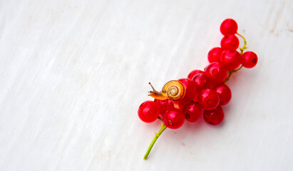 Snail crawling on bright red currants in a simple kitchen setting © Vital