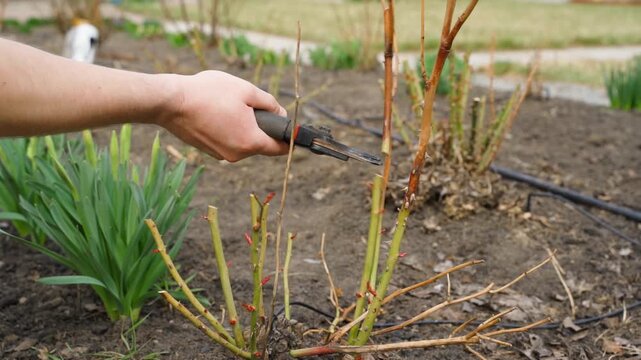 Pruning rose bush with secateurs in spring garden