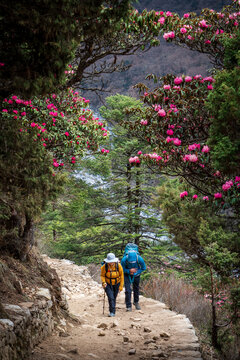 Par de senderistas caminando por los caminos floridos de la regi&oacute;n del monte everest, en Nepal