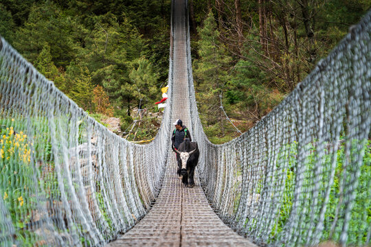 Vaca de monta&ntilde;a y pastor cruzando un puente colgante en la regi&oacute;n de los himalayas, en Nepal
