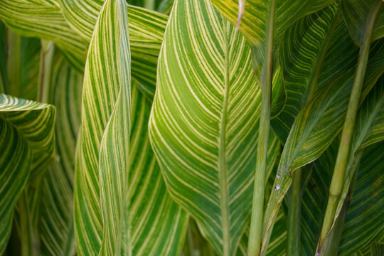 Vibrant green and yellow striped Canna Lily leaves create a lush natural pattern