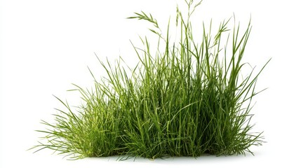 Fototapeta premium A lush green tuft of wild grass isolated on white background