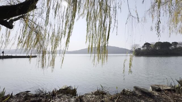 Serene Lake View Framed by Willow Trees and Gentle Ripples  
