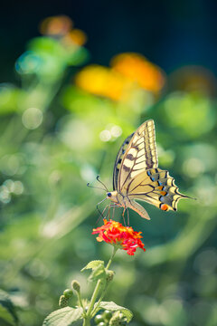 Beautiful nature copy space. Vibrant butterfly red wildflower green floral summer meadow dreamy natural bokeh. Nature wildlife macro closeup ecology design. Blooming floral garden scenic wallpaper art