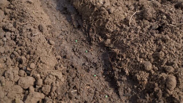 Hand sowing radish seeds on garden bed in greenhouse close-up