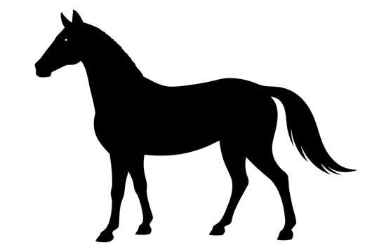 horse silhouette vector, horse vector illustration