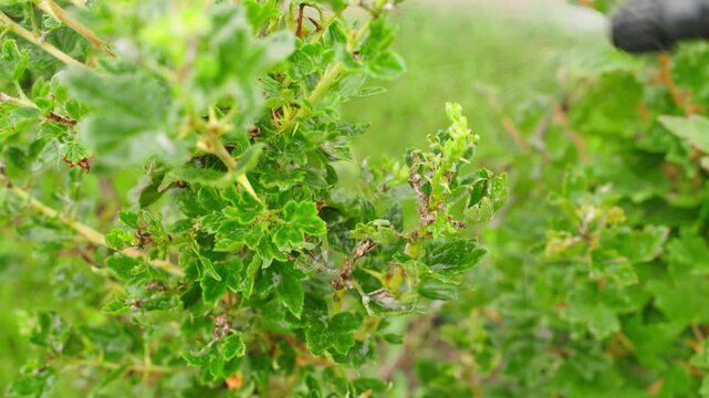 Spraying gooseberry bush against powdery mildew in garden close-up