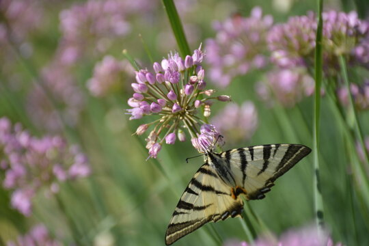 A beautiful scarce swallowtail butterfly (Iphiclides podalirius)&mdash;with pale yellow wings featuring black longitudinal stripes and long tails on the hindwings&mdash;rests on a purple allium flower