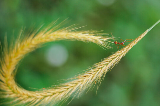 A close-up macro of a red weaver ant balancing on the tip of a curved foxtail grass forming a natural loop. The vibrant green bokeh background creates a minimalistic and conceptual image symbolizing b