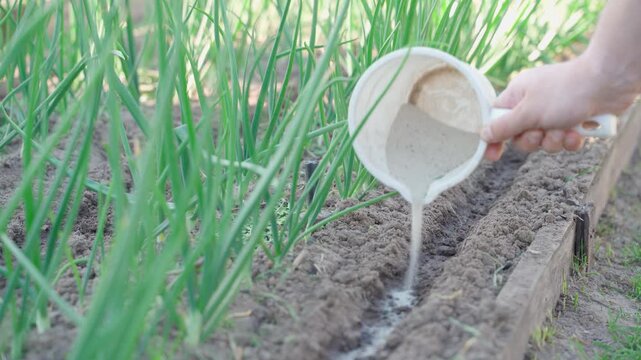 Sowing carrot seeds mixed with sand next to green onion in garden bed