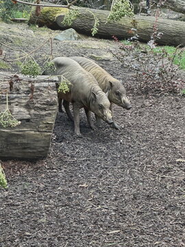 Two unusual wild suids with curved tusks exploring a mulch ground near logs. Captive wildlife scene highlighting endangered mammal species in a zoo habitat.