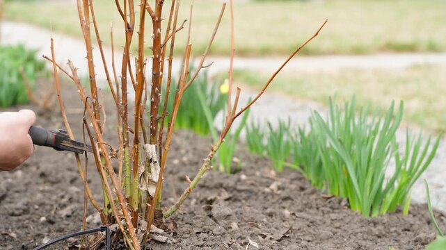 Pruning rose bush with secateurs in spring garden