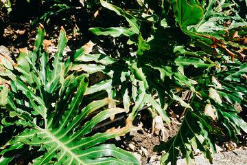 Vibrant green split leaves of a tropical monstera or philodendron plant growing outdoors in bright sunlight © KAKA2929