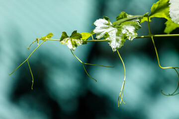 Obraz premium Delicate vine with young green leaves and tendrils