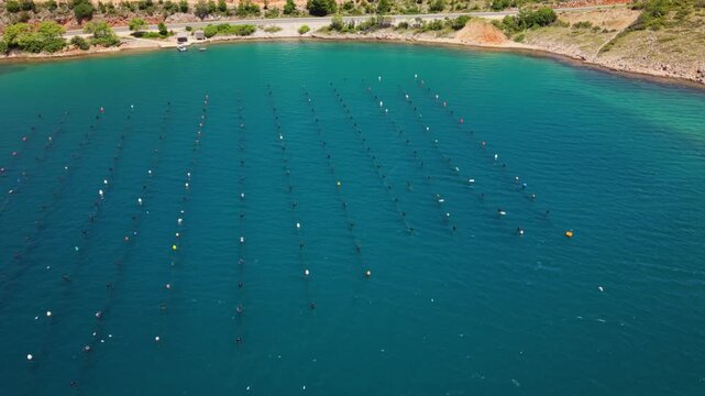 Aerial drone view of a coastal aquaculture farm with rows of floating buoys across clear blue seawater near a rocky shoreline, showing organized marine farming and seafood production in the Adriatic.