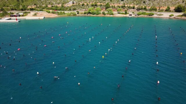 Aerial drone view of a coastal aquaculture farm with rows of floating buoys across clear blue seawater near a rocky shoreline, showing organized marine farming and seafood production in the Adriatic.
