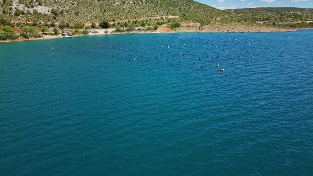 Aerial drone view of a coastal aquaculture farm with rows of floating buoys across clear blue seawater near a rocky shoreline, showing organized marine farming and seafood production in the Adriatic.