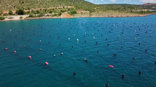 Aerial drone view of a coastal aquaculture farm with rows of floating buoys across clear blue seawater near a rocky shoreline, showing organized marine farming and seafood production in the Adriatic.