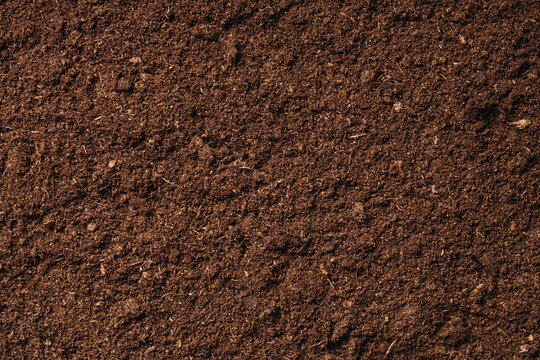 A young farmer transplants pepper seedlings into peat moss.