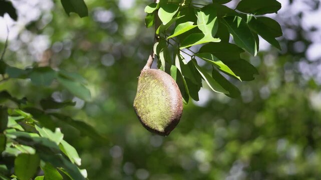 Unripe pod mahogany fruits on tree, locally known in Thailand as Makha Mong. Scientific name is Afzelia xylocarpa (Kurz) Craib