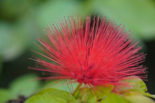 Calliandra inaequilatera common names areRed powderpuff, Powderpuff plant, Red head powderpuff, Calliandra, Fairy duster and scientific name is Calliandra inaequilatera.