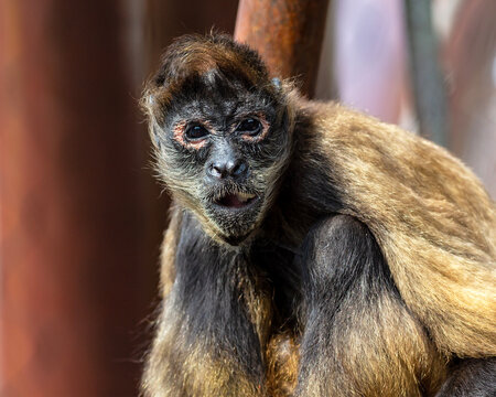 Portrait of a Mexican spider monkey at the St. Louis Zoo in St. Louis, Missouri