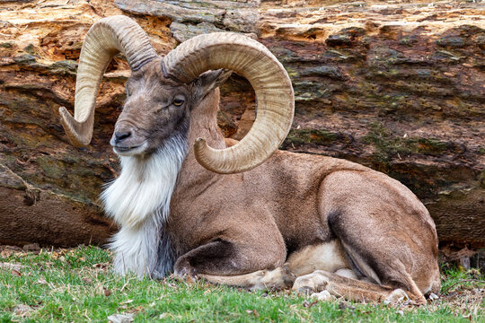 A transcaspian urial wild sheep ram relaxes at the St. Louis Zoo in St. Louis, Missouri