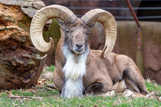 A transcaspian urial wild sheep ram relaxes at the St. Louis Zoo in St. Louis, Missouri
