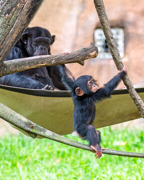 Young chimpanzee playing under the watchful eyes of its mother at the St. Louis Zoo in St. Louis, Missouri